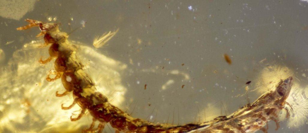 琥珀中发现白垩纪千足虫 科学家 这家伙能长到2米长 娱乐资讯 娱乐新闻网