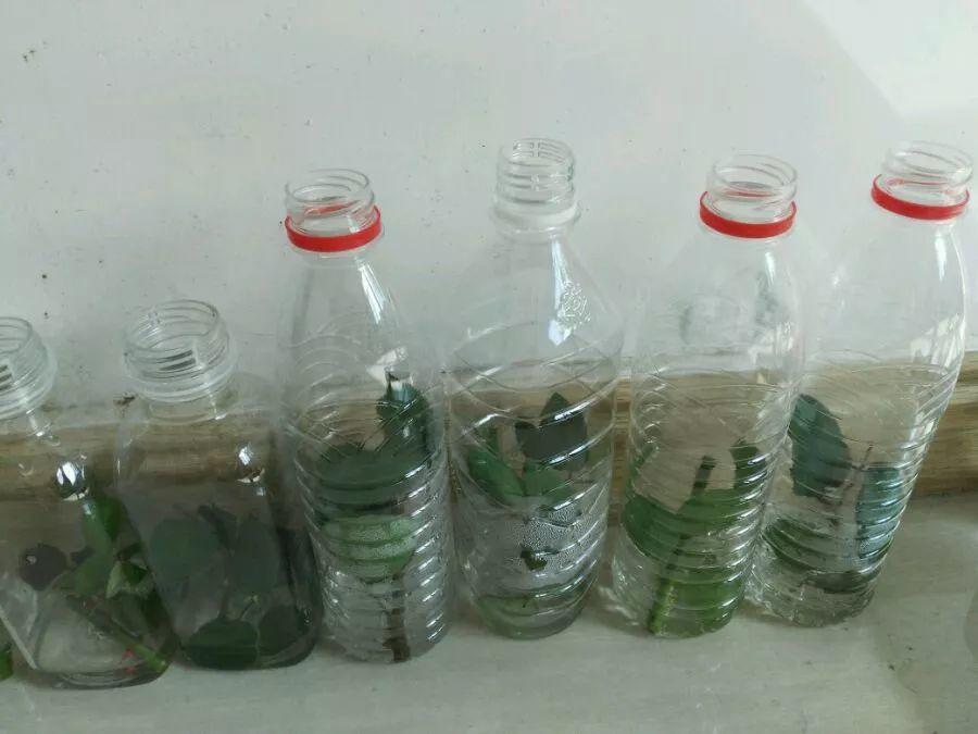 塑料瓶就是在扔钱! 它可是养花神器, 养啥花都旺!