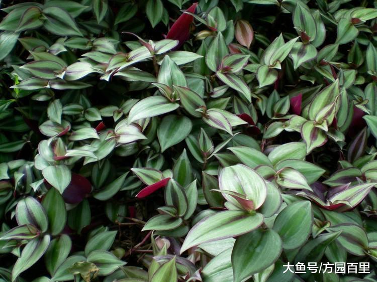 冬季适合新人上手的绿植花草——吊竹梅