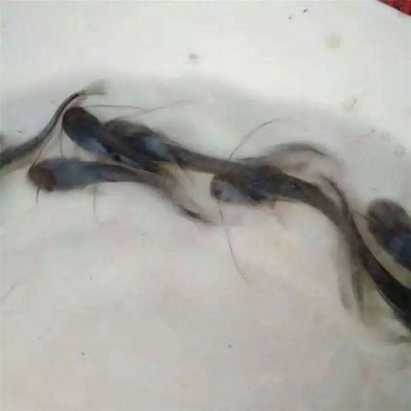 鲶鱼的繁育手艺其真很简略!