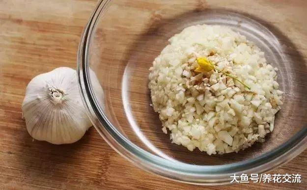 大蒜用来养花的实用技巧, 你掌握了哪一种呢?