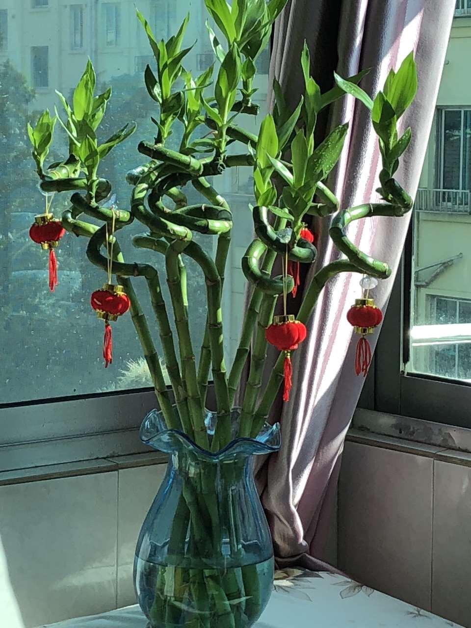 这5种花“太好养”, 有水就能活, 第3种还“开花”, 适合新手养
