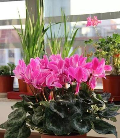这8种花“耐低温”, 0℃还在开花, 冬天好养、耐冻, 养1盆省心