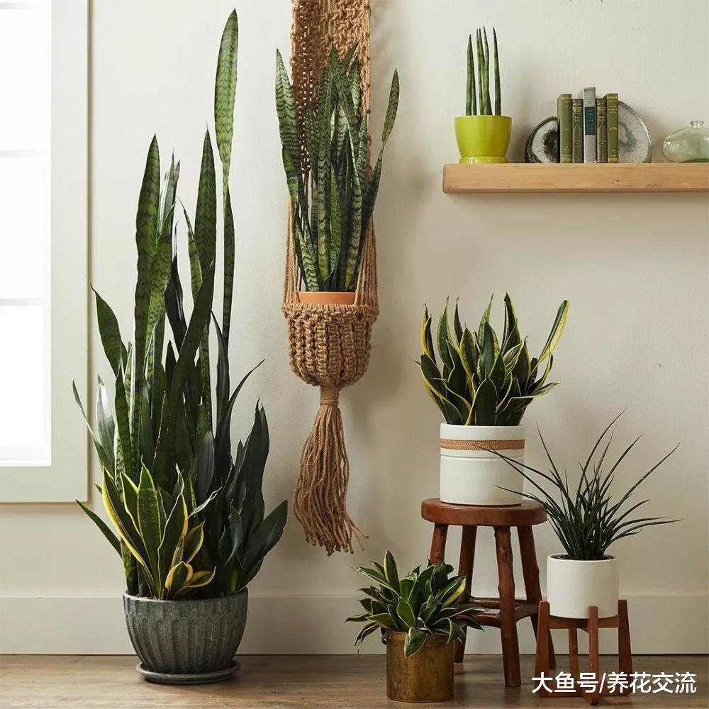 养护室内盆栽植物的几个误区, 照顾植物可比想象中简单