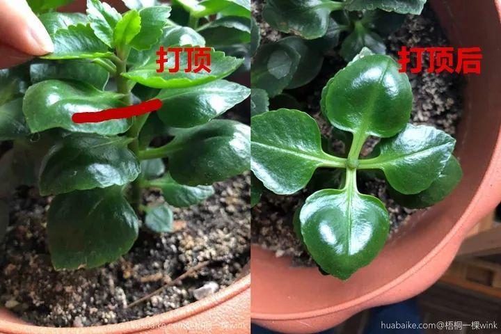 这5种花别再买, 撸片叶子扔盆里, 遇土就生根!