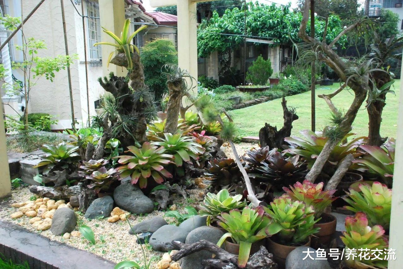 附生在枯木上的积水凤梨, 改造成比盆景还美的植物景观