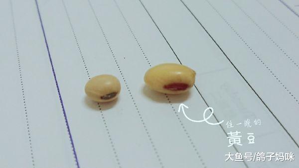 住孩子鼻孔一晚的黄豆，惊魂历险记