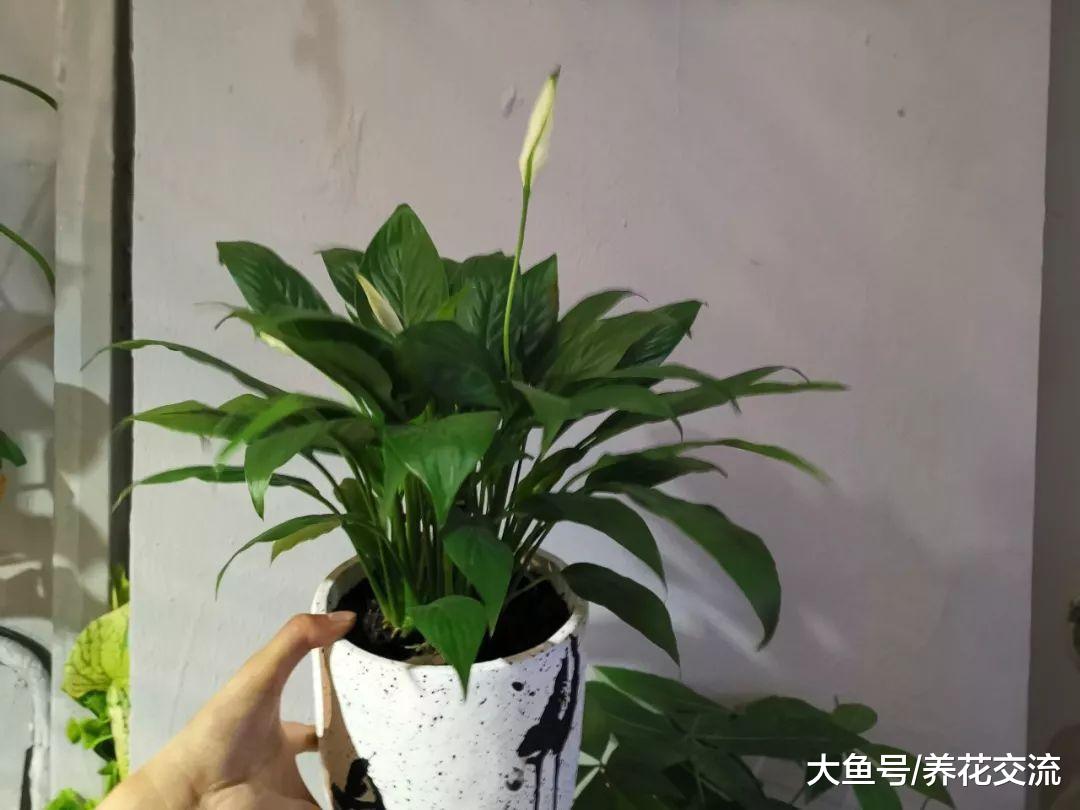 这些盆栽植物在阴凉的房间都能生长良好, 养几年都没有问题
