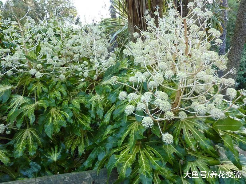几种特别壮观的大型绿植, 没有大客厅都不适合摆放
