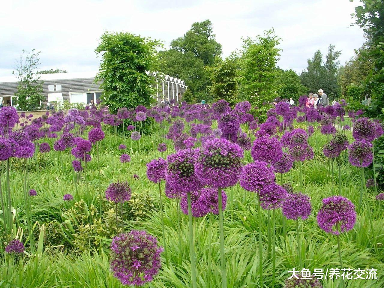 颜色特别美艳的观赏葱, 花球像彩色蒲公英