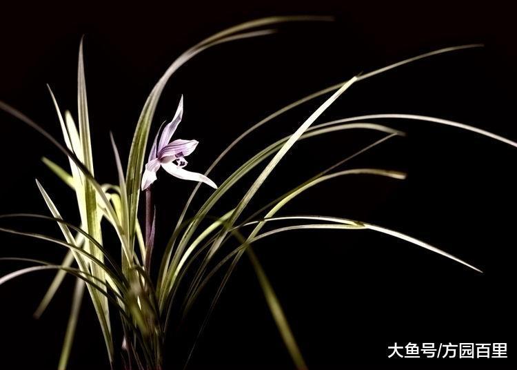 兰花中下山兰和家养兰的区别