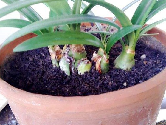 冬天养“朱顶红”, 用这“3种”方法繁殖, 红花开满屋!