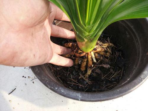 这种“圆饼子”别扔, 花盆土壤放一块, 比什么肥料都管用!