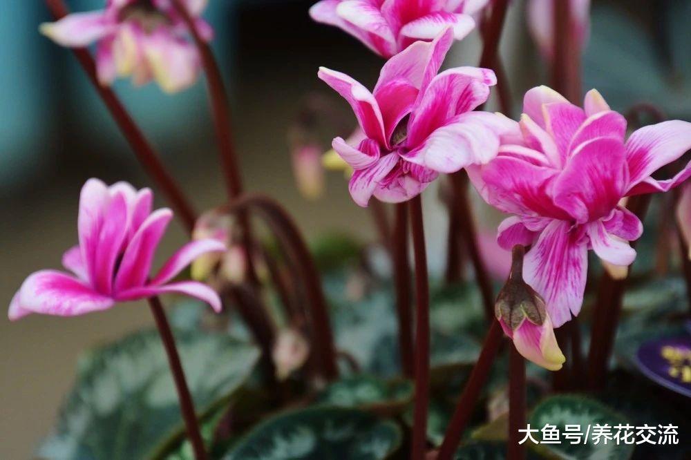 冬春时节开花的植物, 在秋末定期补充磷酸二氢钾, 开花更多