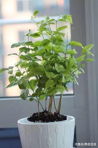 家里的盆栽茉莉花为啥花朵越来越少, 枝条都长一米多高