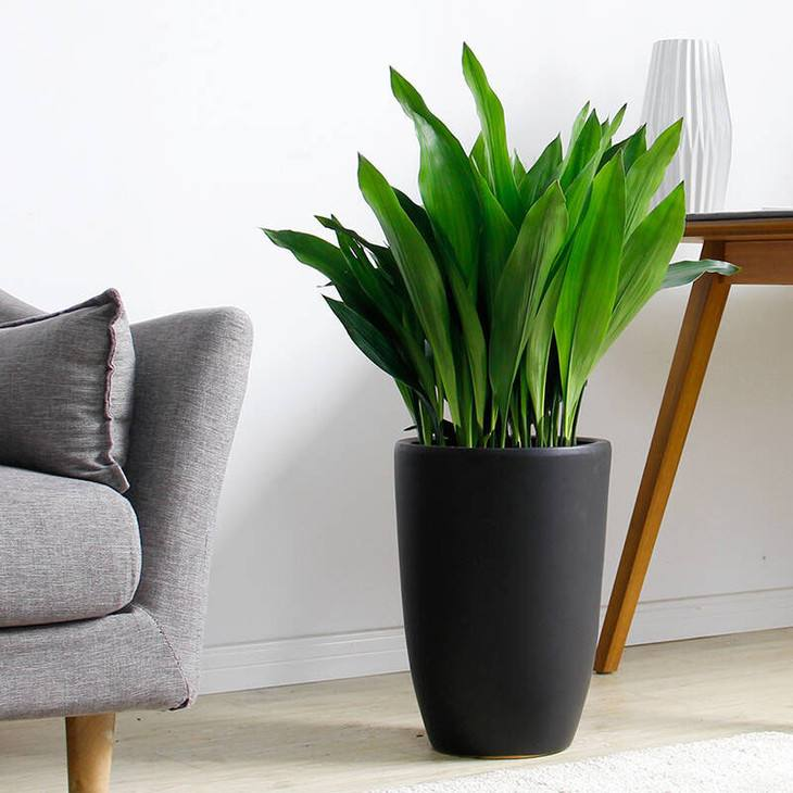 耐阴花选择这“3种”, 没光也照样长, 比“吊兰”还好养!