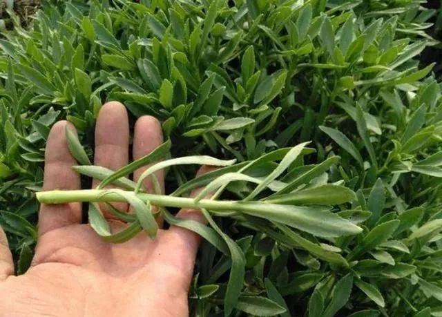 这一野菜俗称"高钙菜",钙量是牛奶的3倍,盆栽在家反复