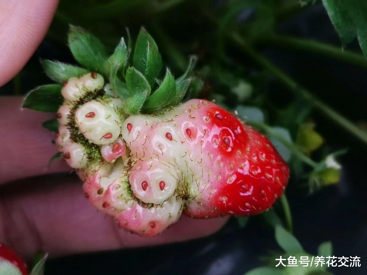在家里养的草莓结果出现畸形, 你还敢吃么?