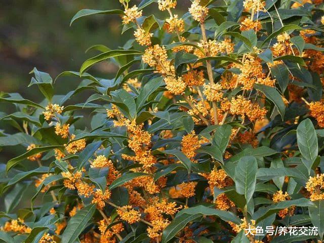 盆栽的桂花树冬天要怎么养, 才能保证不被冻伤