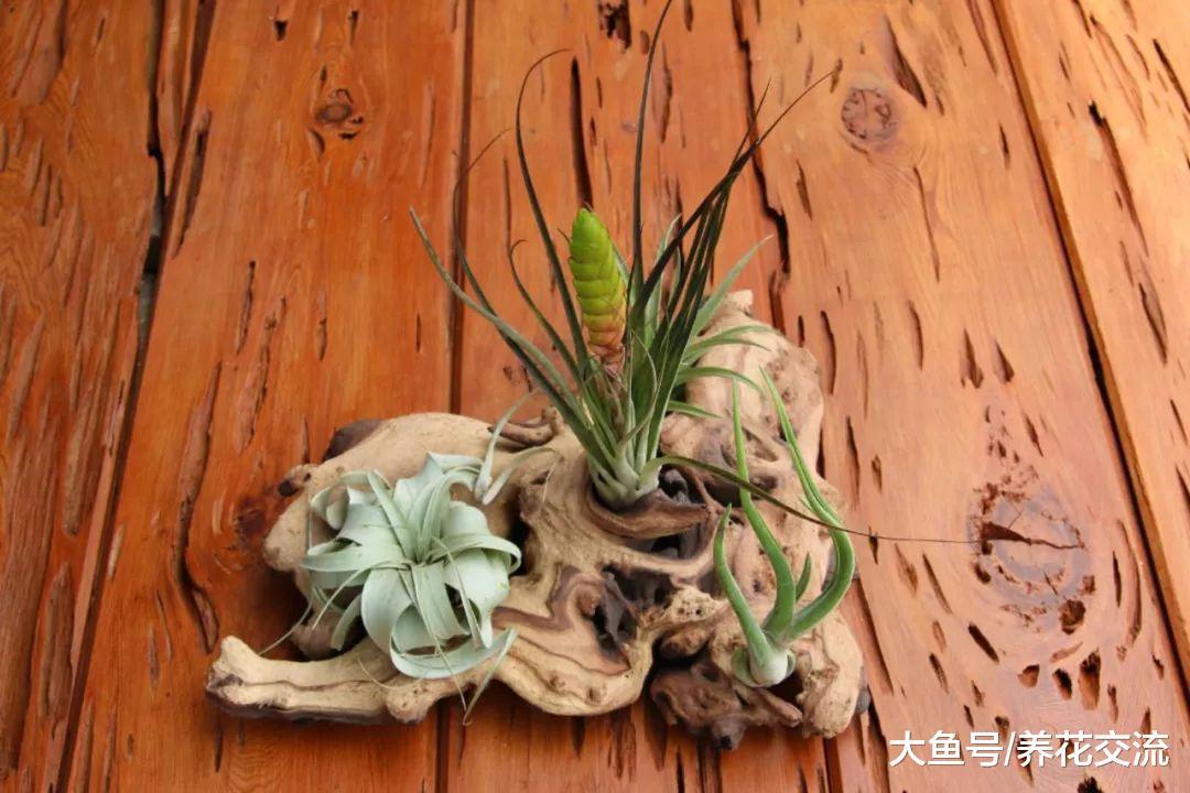 空气凤梨用热熔胶固定在木头上, 为啥还能存活呢?