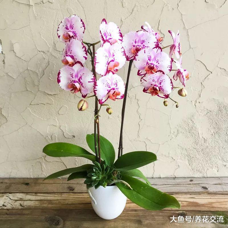 经常把植物花卉养死, 可以尝试下面这些耐养的盆栽植物