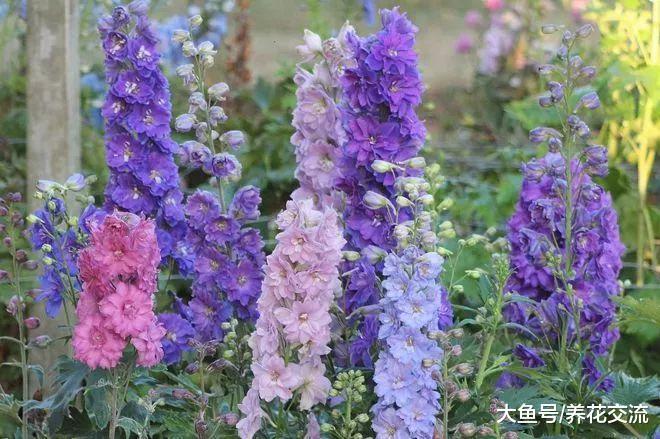 几种开花特别美观的观赏花卉, 养花盆和院子都好看