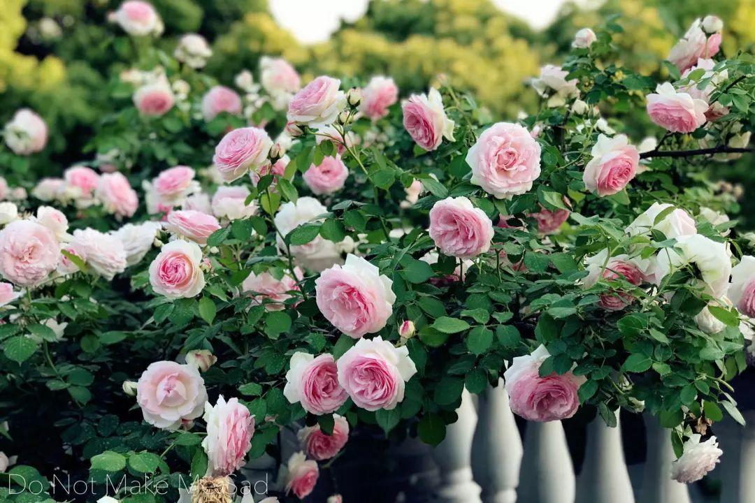 我想有个小院, 满院花香, 过宁静的生活!