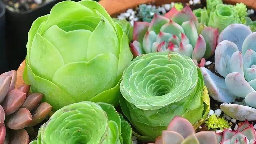 新手养多肉, 入手这10种, 难怪养养就烂根!