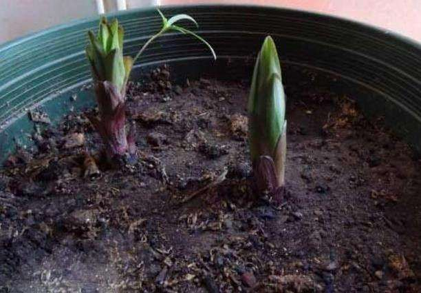 养花土壤“开裂”, 盆底垫点“松针”, 透气养分高, 几天就恢复!