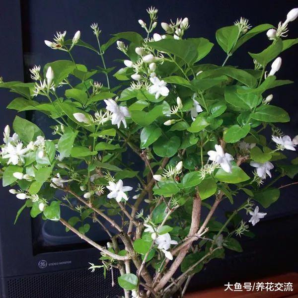 家里的盆栽茉莉花为啥花朵越来越少, 枝条都长一米多高