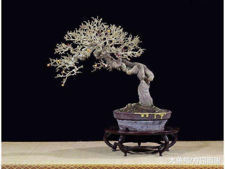走近盆景艺术之盆景的基础知识(二)