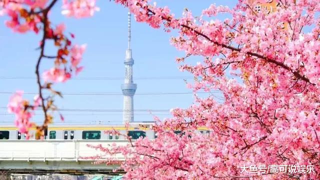 日本东京十巨细寡赏樱胜天:避开人潮拥挤的恐惧,感触感染醒好春意!