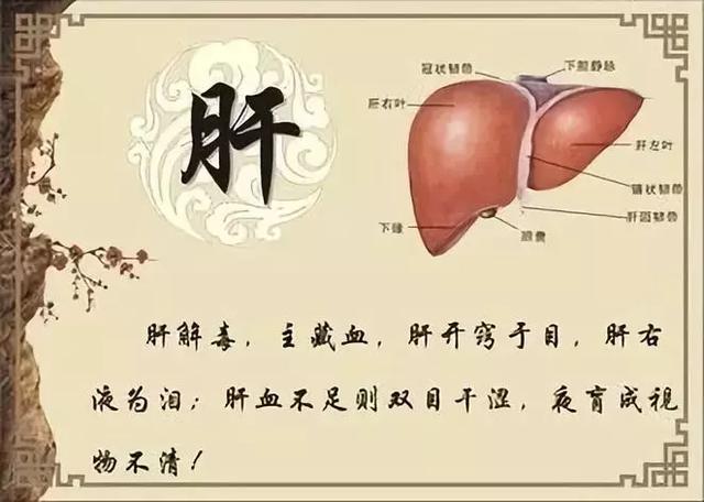 中医认为:肝病是百病之源,肝是人体的排毒器官,一个人的肝不好,身体的