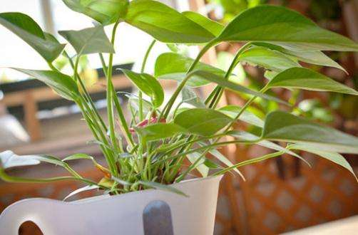 给花盆底垫上这“3样”料, 植株有劲长, 大白根更加壮!