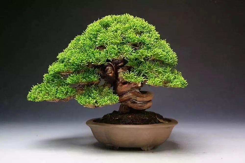 比花还受欢迎的盆景, 客厅养一盆, 长得茂盛又镇宅!