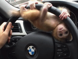 小猴子,你能不能先下来