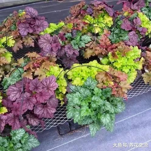 几种特别耐阴的盆栽植物, 给点散射光就能开花