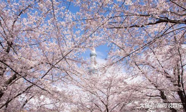 日本东京十巨细寡赏樱胜天:避开人潮拥挤的恐惧,感触感染醒好春意!