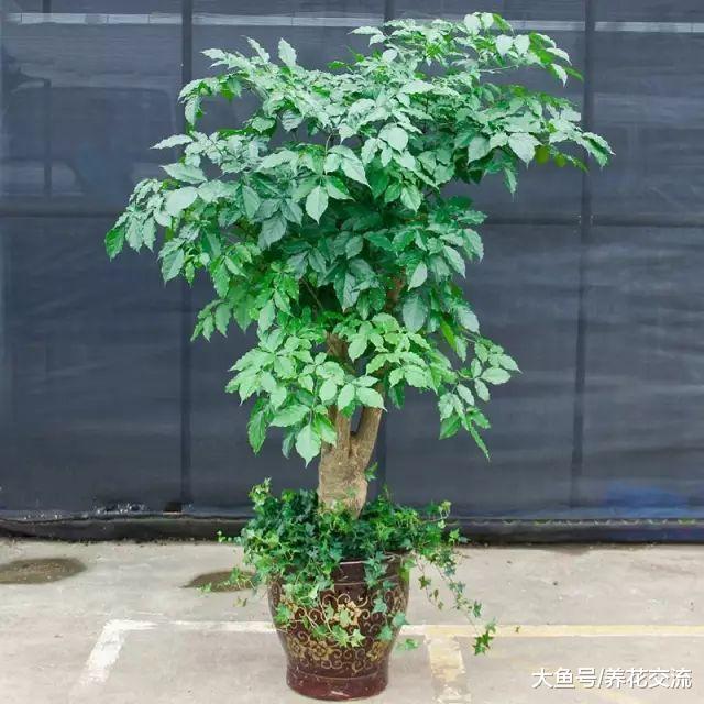 几种特别壮观的大型绿植, 没有大客厅都不适合摆放