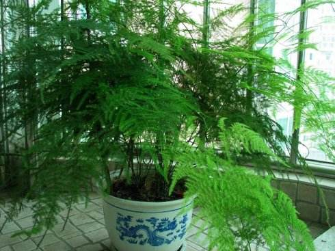 给文竹喂片“药”, 新芽蹭蹭长, 60天毛茸茸叶片长满盆!