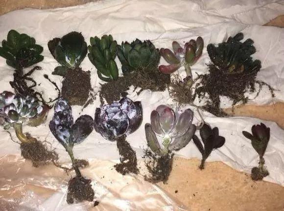 为了养多肉, 不光搭遮阳网, 连狗笼子都用上了!