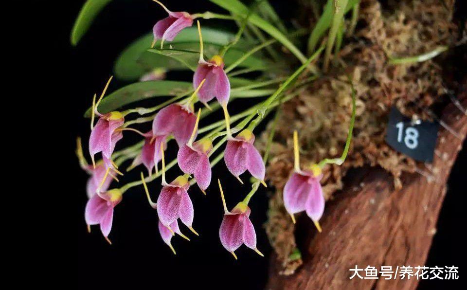 一点苔藓和兰花就能制作一个餐桌花卉景观