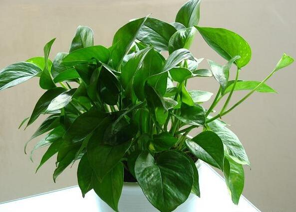 往“绿萝”盆里扔几块小玩意, 大白根壮实, 绿枝蹿得高!