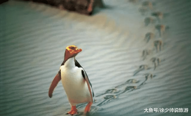 不能不往新西兰的32个理由,哪一个戳中了您?