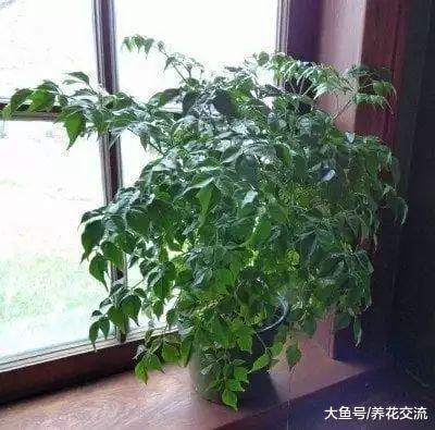 幸福树的叶子到了冬天不断发黄, 哗啦啦地掉叶要要咋办?