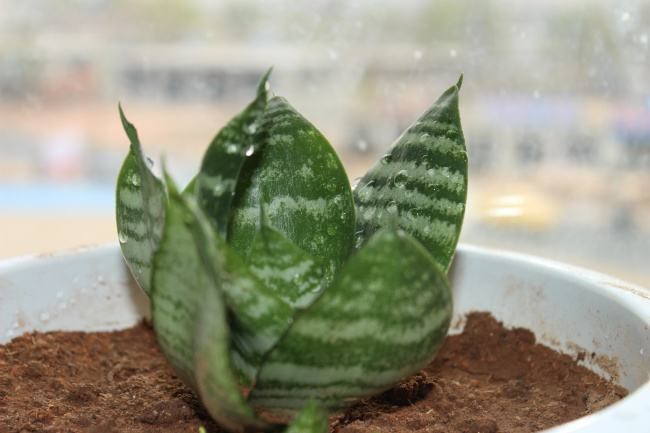 这几样好东西可是养花“宝贝”, 给虎皮兰用上, 猛发芽拦不住!