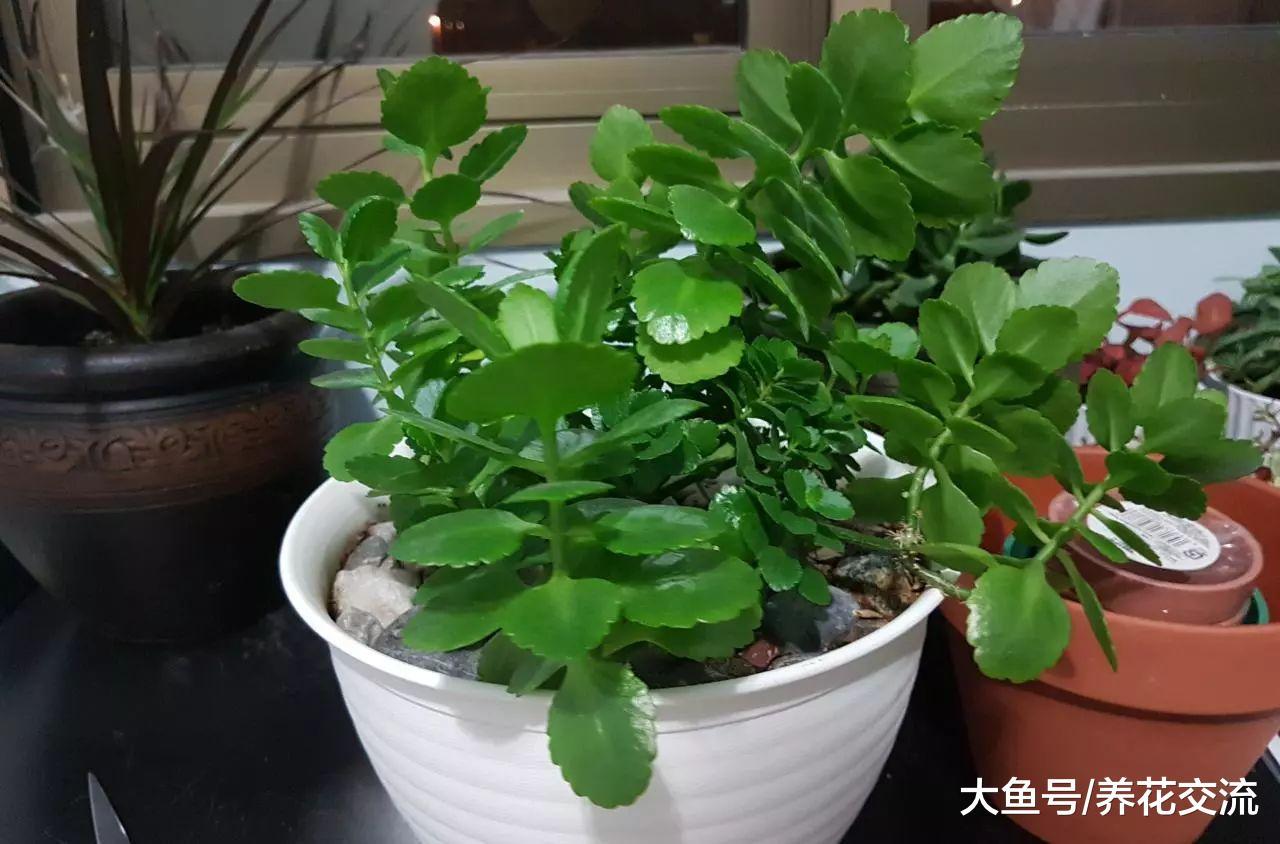 盆栽长寿花的叶子发软, 茎上面长很多气根怎么办?