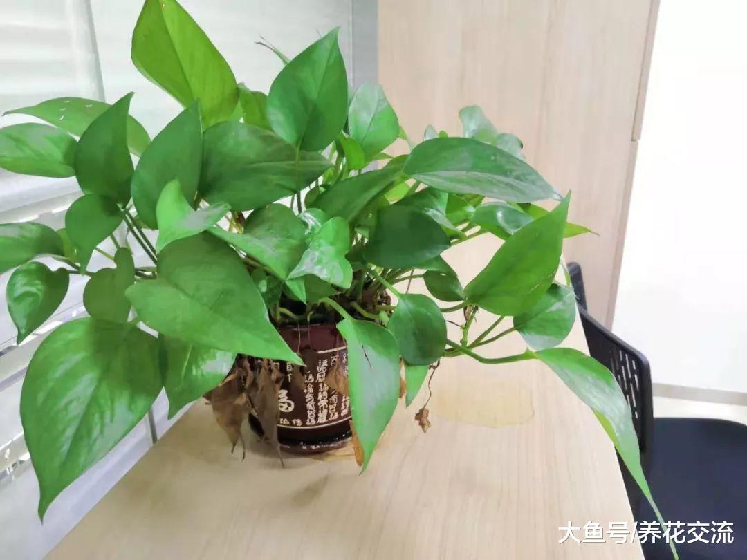 养在房间里面的绿萝为什么叶子会不断发黄干枯?