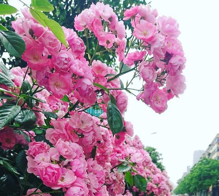 养这4种“爬墙”花, 好养、好活, 1年变成“花墙”, 邻居都羡慕