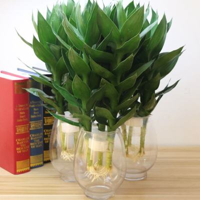 冬天水养“富贵竹”, 做好这“4”步, 白根呼呼长!